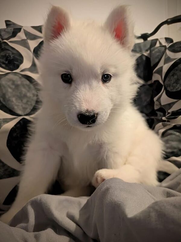 Siberian Husky puppies for sale in Peterlee, Durham – 9 months old - Image 1 of 3