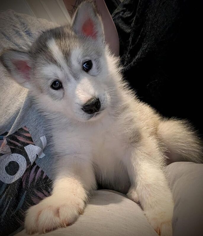 Siberian Husky puppies for sale in Peterlee, Durham – 9 months old - Image 2 of 3