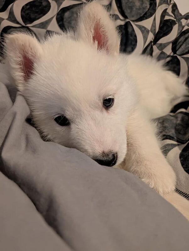 Siberian Husky puppies for sale in Peterlee, Durham – 9 months old - Image 3 of 3