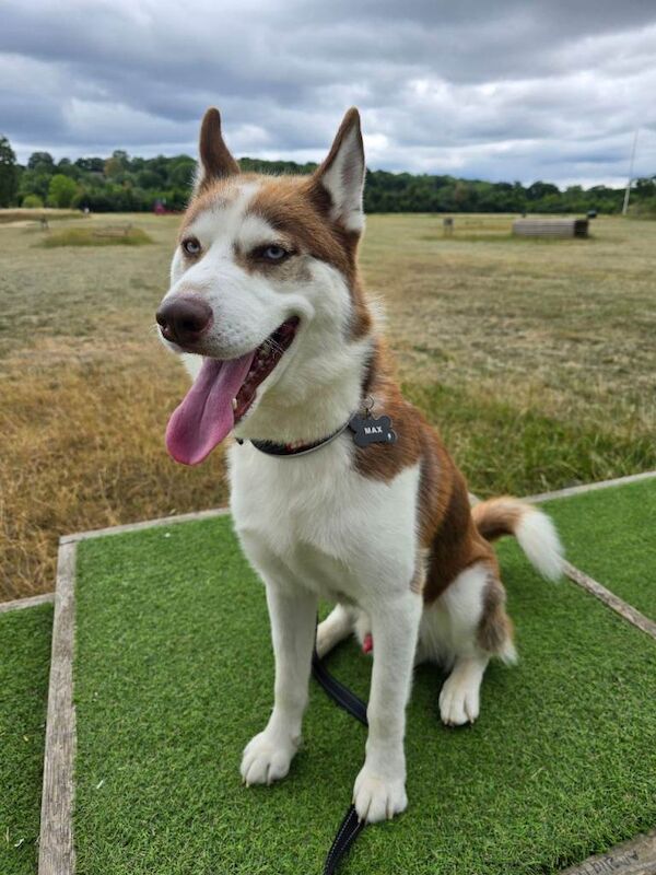 3 year old Male Siberian Husky looking for loving home