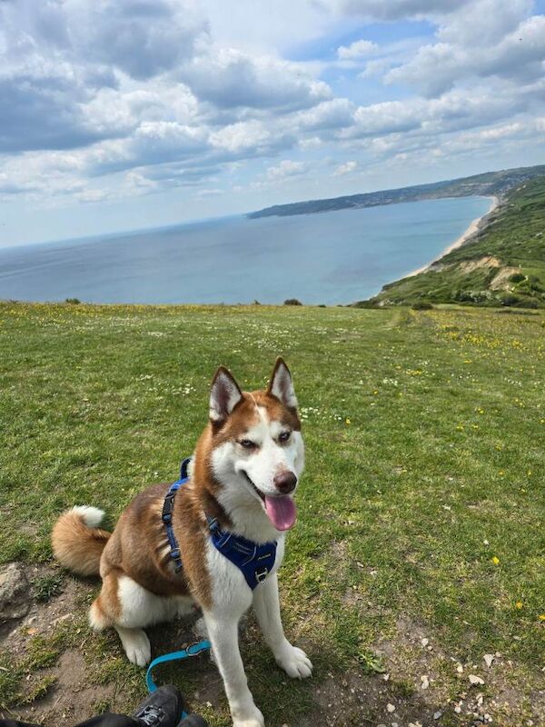 3 year old Male Siberian Husky looking for loving home - Image 2 of 3