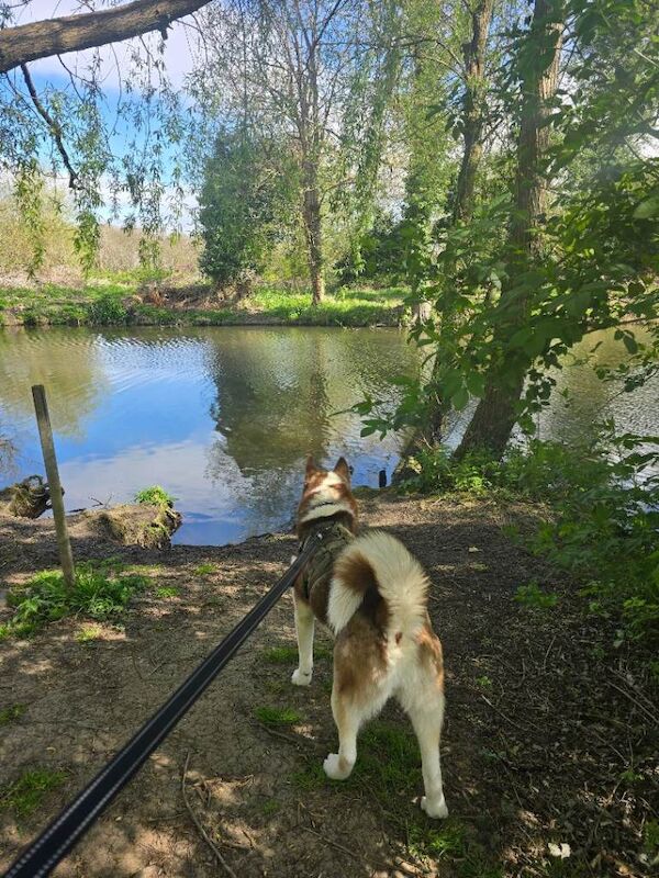 3 year old Male Siberian Husky looking for loving home - Image 3 of 3