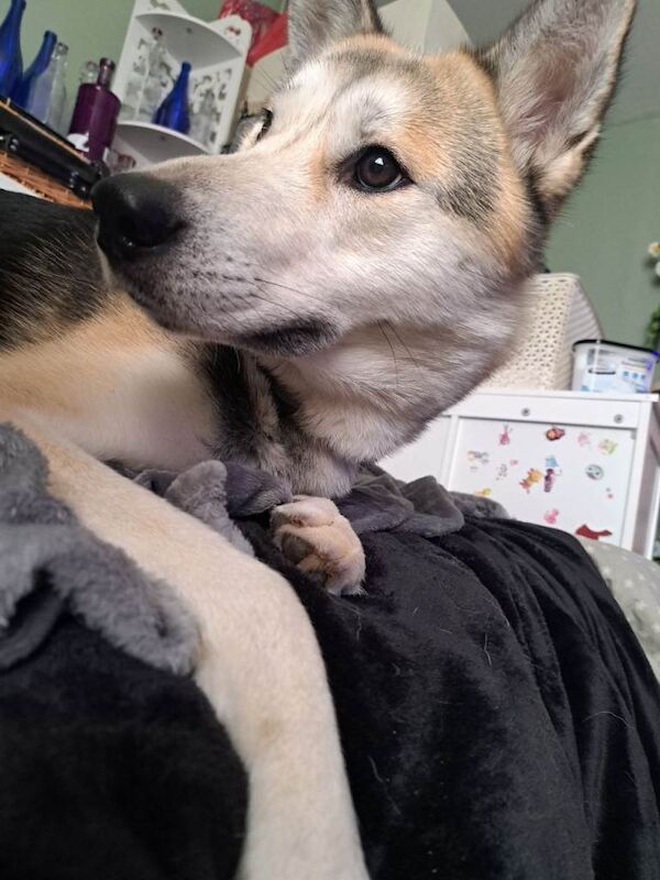 £300 Siberian Husky x Female