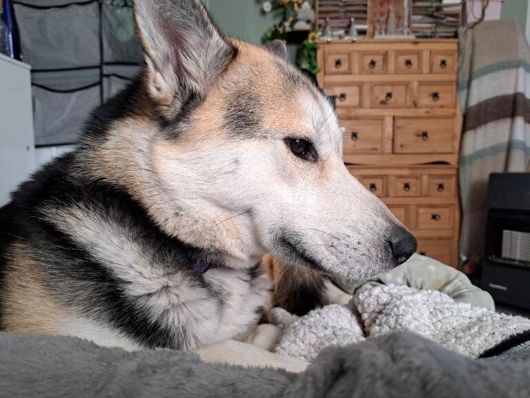 £300 Siberian Husky x Female - Image 2 of 4