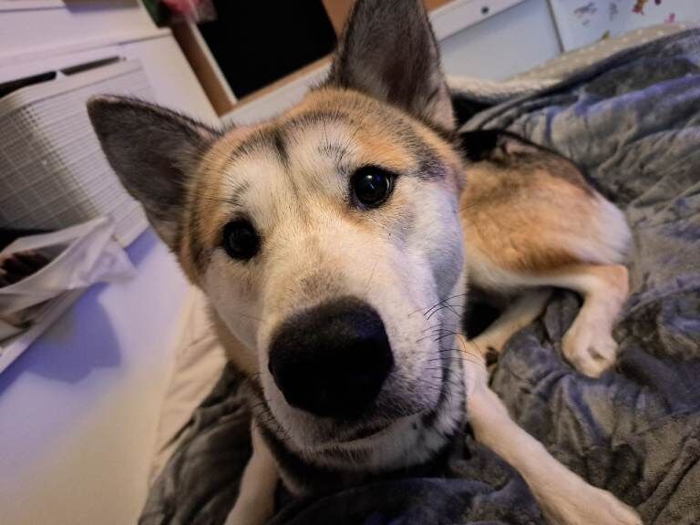 £300 Siberian Husky x Female - Image 3 of 4