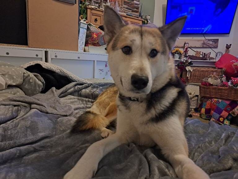 £300 Siberian Husky x Female - Image 4 of 4
