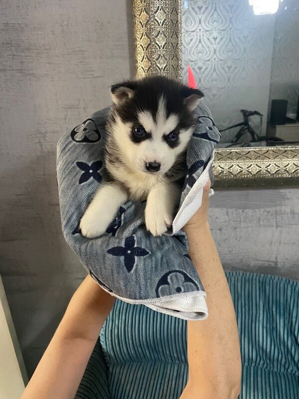 Siberian Husky puppies for sale in Anlaby, East Riding of Yorkshire – 8 weeks old