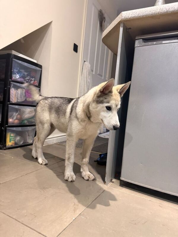Siberian Husky puppies for sale in Walsall, West Midlands – 4 months old