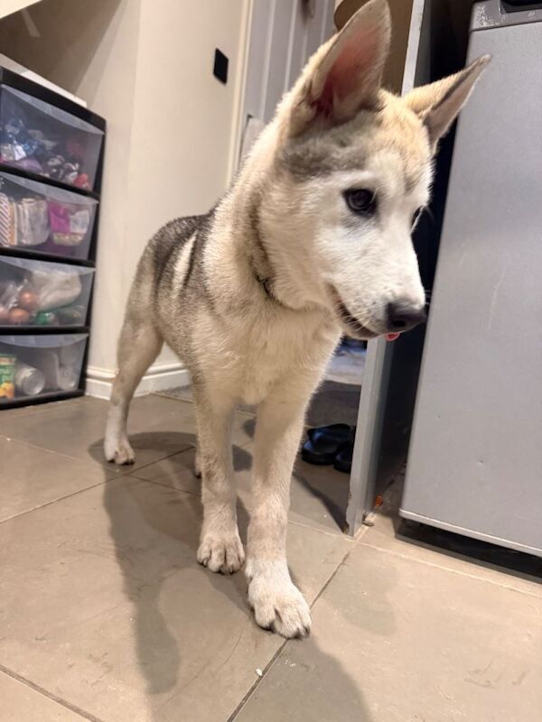 4 month Siberian Husky - Image 2 of 3
