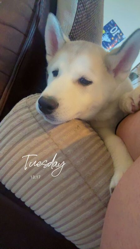 4 month Siberian Husky - Image 3 of 3