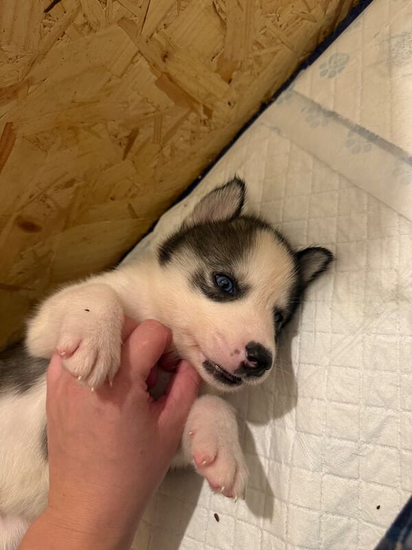 Siberian Husky puppies for sale in Culverhouse Cross, South Glamorgan – 4 weeks old