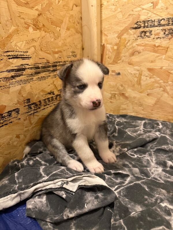 Siberian Husky puppies for sale in Culverhouse Cross, South Glamorgan – 4 weeks old - Image 2 of 3