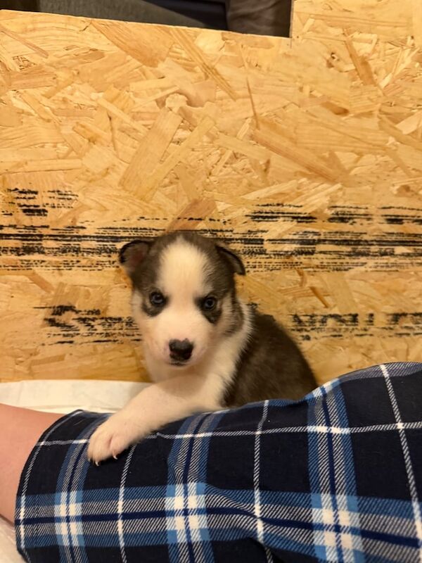 Siberian Husky puppies for sale in Culverhouse Cross, South Glamorgan – 4 weeks old - Image 3 of 3