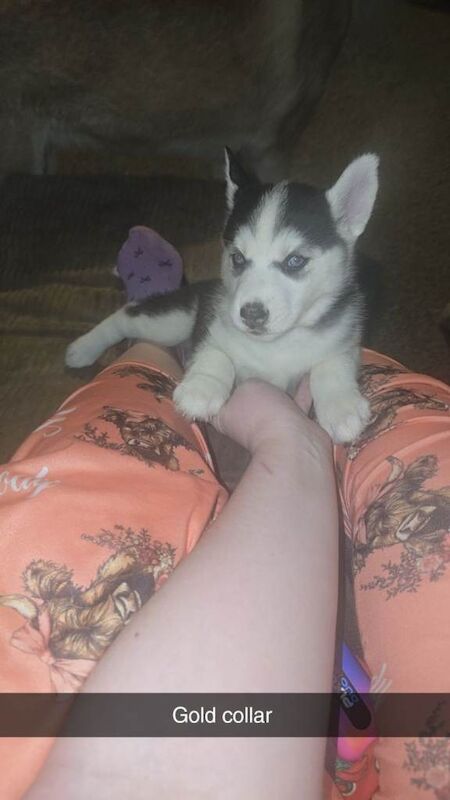 Siberian Husky puppies for sale in Stirling – 5 weeks old