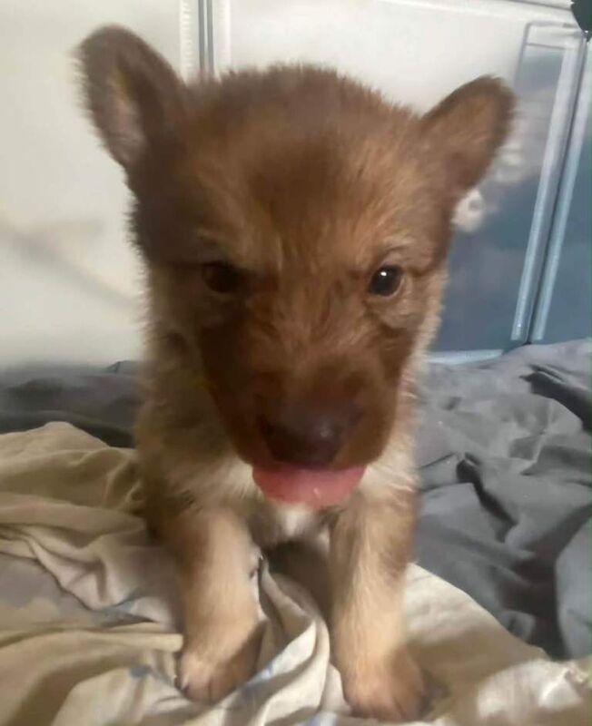 5 husky mix puppies (READ DESCRIPTION)