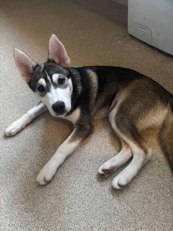 Siberian Husky Puppies For Sale Under £1,000