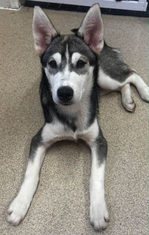 5 month siberian husky - Image 2 of 5