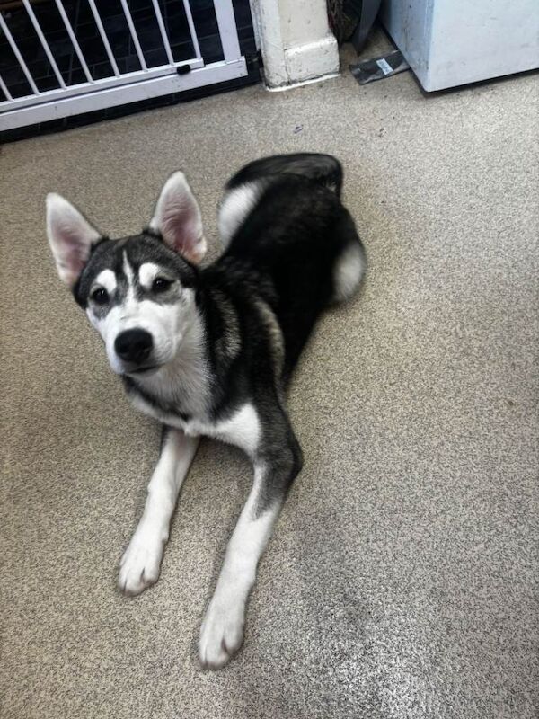 5 month siberian husky - Image 3 of 5