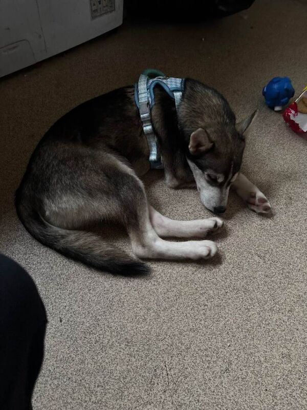5 month siberian husky - Image 4 of 5