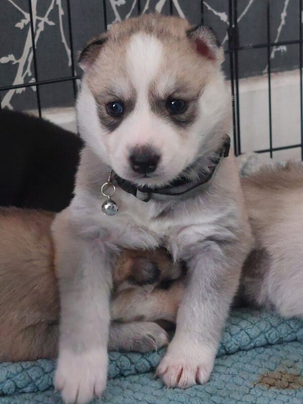 5 Siberian Husky pups for sale in Greenock, Renfrewshire
