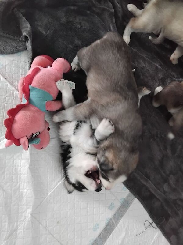 5 Siberian Husky pups for sale in Greenock, Renfrewshire | Image 2