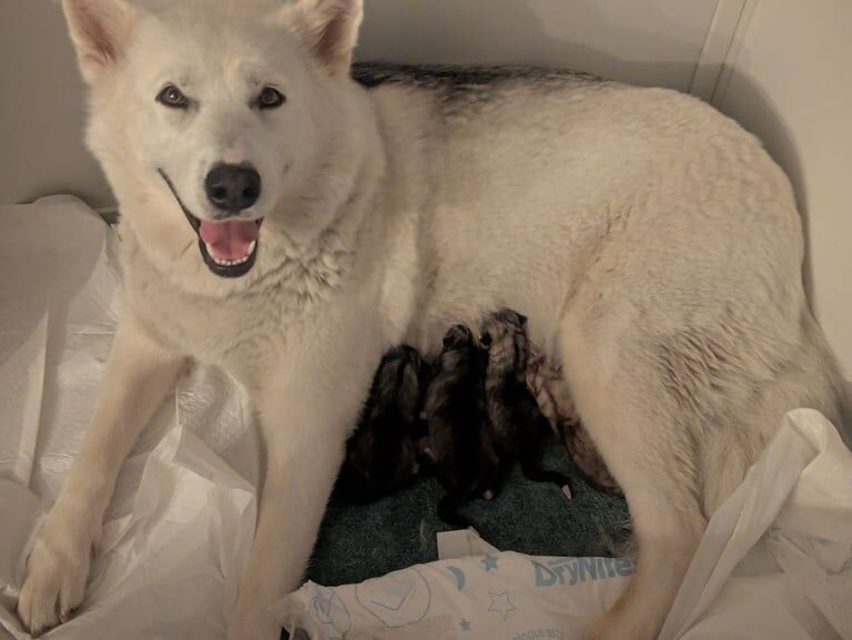6 Adorable Siberian Husky Puppies for sale in Hayes, Greater London