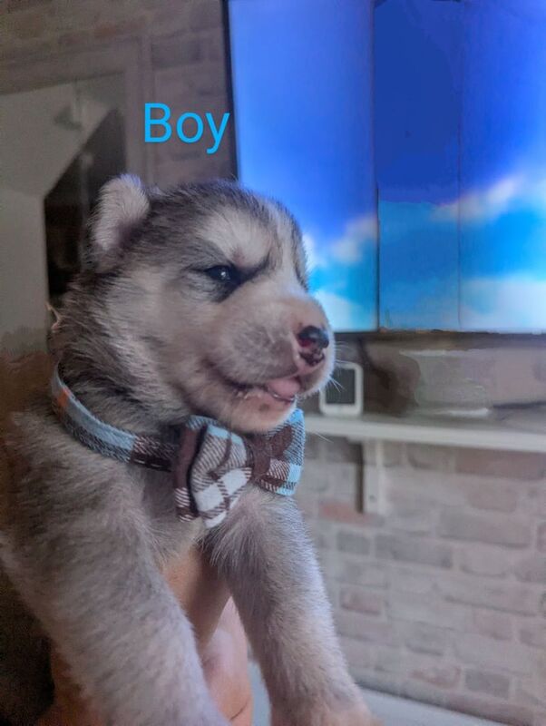 6 Adorable Siberian Husky Puppies for sale in Hayes, Greater London | Image 2