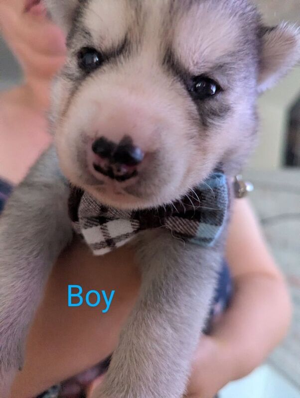 6 Adorable Siberian Husky Puppies for sale in Hayes, Greater London | Image 3