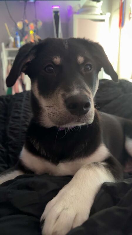 Siberian Husky puppies for sale in Lower Wortley, West Yorkshire – 1 year old - Image 1 of 3