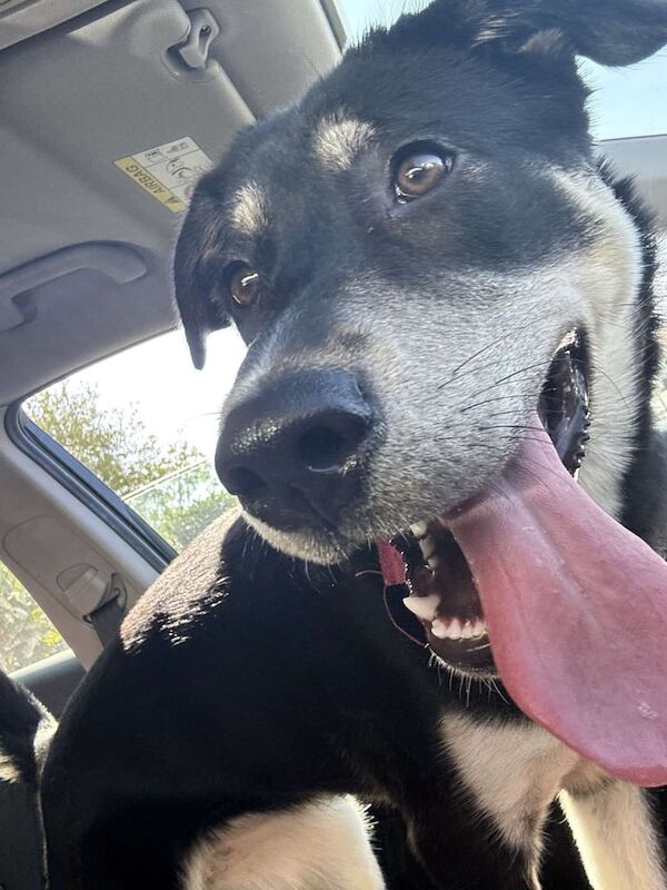 Siberian Husky puppies for sale in Lower Wortley, West Yorkshire – 1 year old - Image 2 of 3