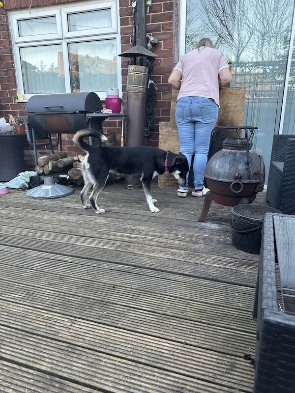 Siberian Husky puppies for sale in Lower Wortley, West Yorkshire – 1 year old - Image 3 of 3