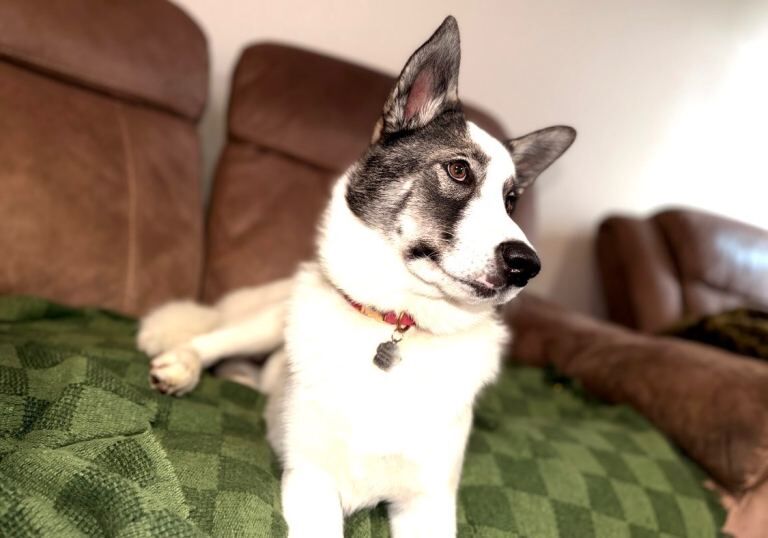 6 months old female husky - Image 2 of 2