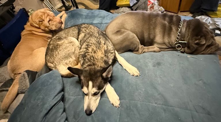 Siberian Husky puppies for sale in Hertford, Hertfordshire – 6 years old