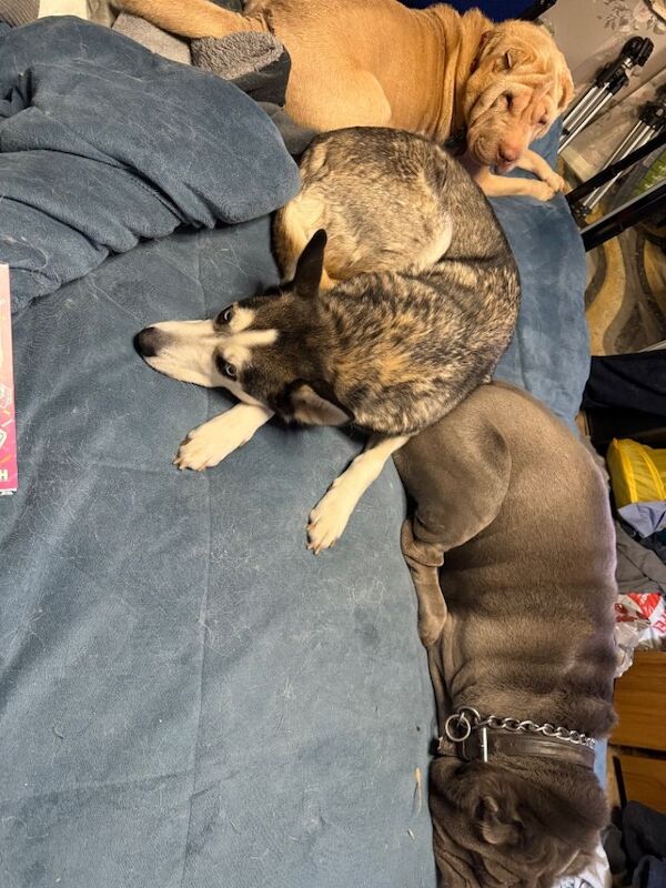 Siberian Husky puppies for sale in Hertford, Hertfordshire – 6 years old - Image 2 of 4