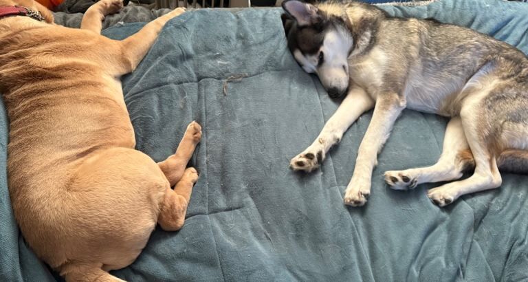 Siberian Husky puppies for sale in Hertford, Hertfordshire – 6 years old - Image 3 of 4