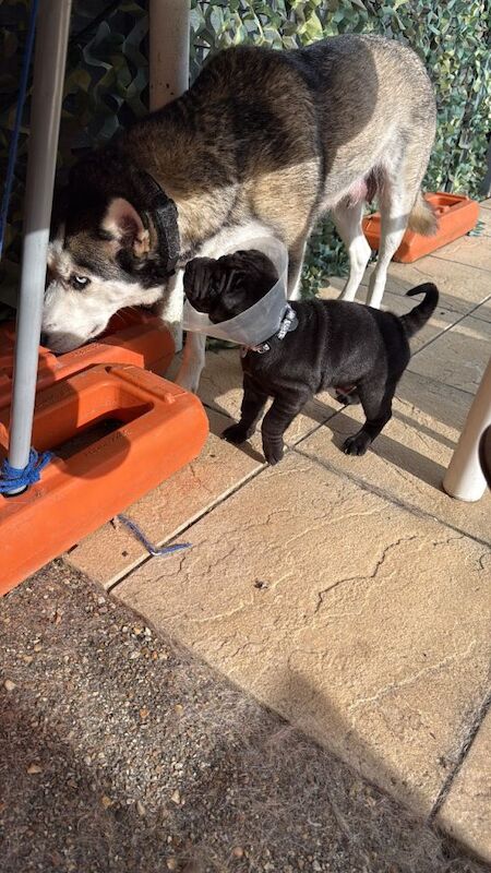 Siberian Husky puppies for sale in Hertford, Hertfordshire – 6 years old - Image 4 of 4