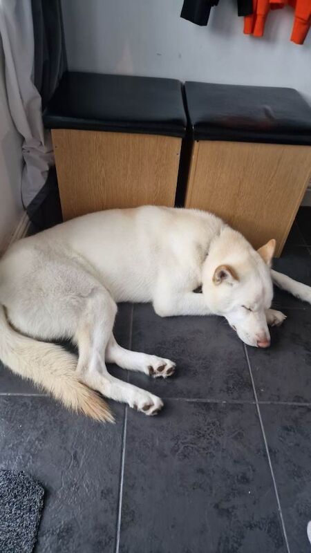 6 year old husky - Image 2 of 3