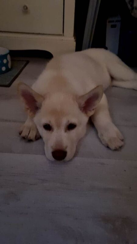 6 year old husky - Image 3 of 3