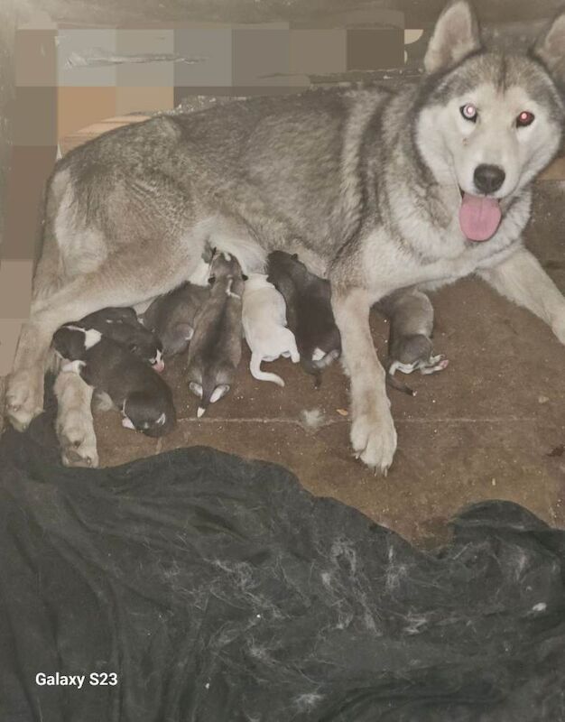 7 husky puppies fornsale £800