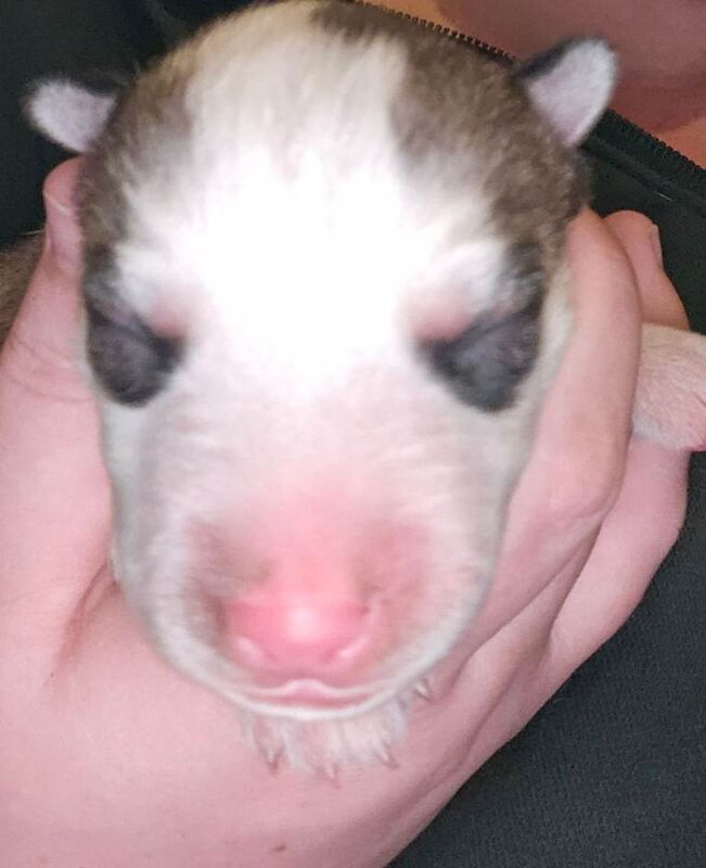 7 husky puppies fornsale £800 - Image 3 of 5