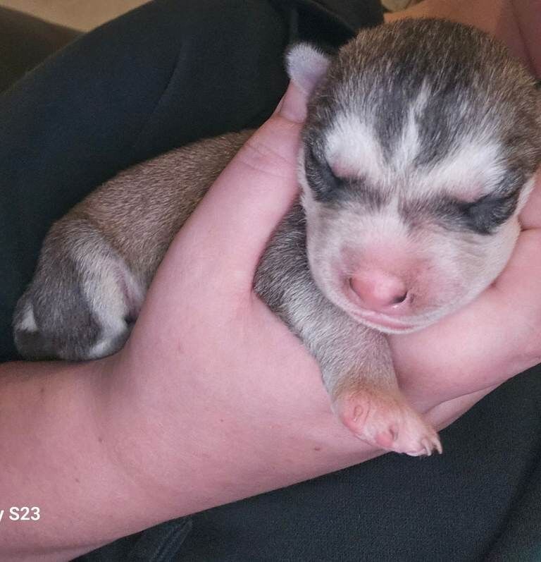 7 husky puppies fornsale £800 - Image 5 of 5