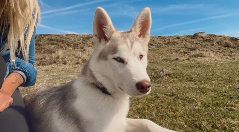 7 month old Siberian husky
