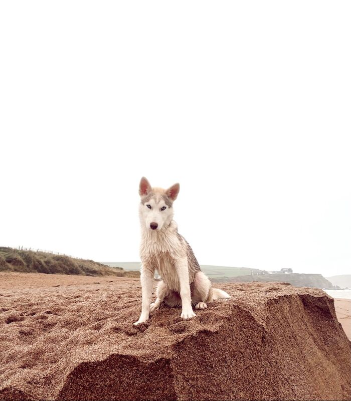 7 month old Siberian husky - Image 2 of 3