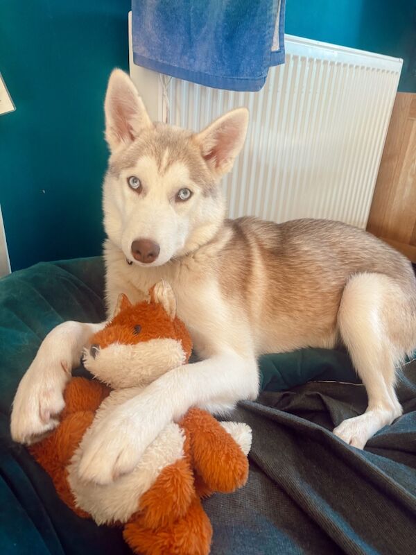 7 month old Siberian husky - Image 3 of 3