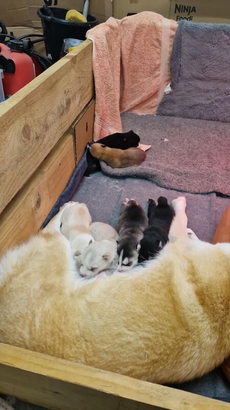 Husky Puppies For Sale