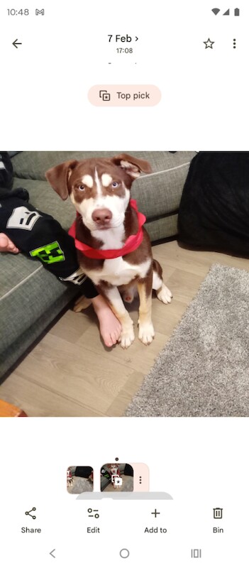 8 month old husky X for sale