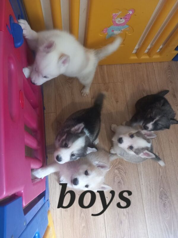 8 siberian husky pups for sale in Lurgan, County Armagh