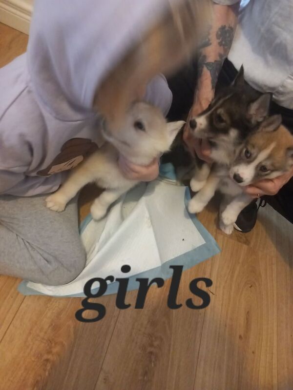 Siberian Husky puppies for sale in Lurgan, County Armagh – 7 months old - Image 2 of 3