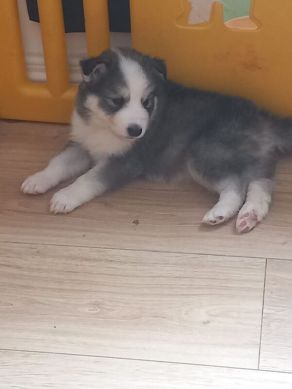 Siberian Husky puppies for sale in Lurgan, County Armagh – 7 months old - Image 3 of 3