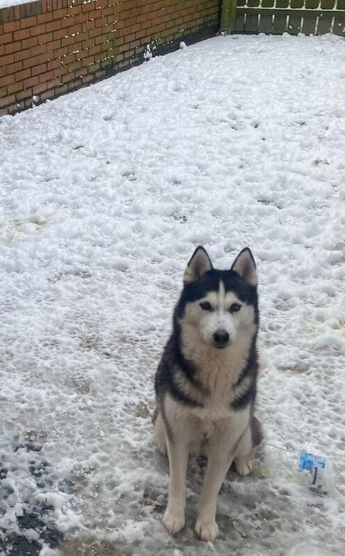 Husky Puppies For Sale